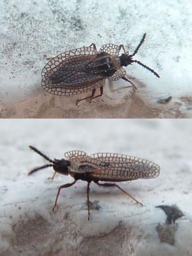Kalama tricornis